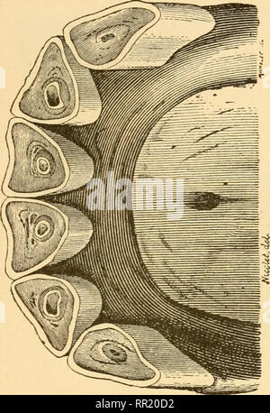 . De l'âge des animaux domestiques : être un traité complet sur la dentition du cheval, boeuf, mouton, porc, et le chien, et sur les différents autres moyens de déterminer l'âge de ces animaux. Animaux domestiques -- l'âge ; les dents. Dix-sept ans. 115. Veuillez noter que ces images sont extraites de la page numérisée des images qui peuvent avoir été retouchées numériquement pour plus de lisibilité - coloration et l'aspect de ces illustrations ne peut pas parfaitement ressembler à l'œuvre originale.. Huidekoper, Rush Shippen, 1854-1901. Philadelphia ; Londres : F. A. Davis Banque D'Images