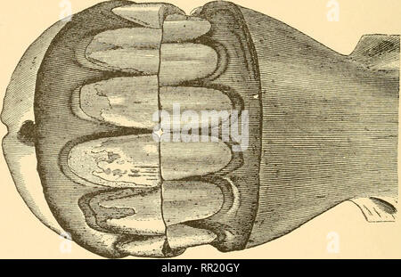 . De l'âge des animaux domestiques : être un traité complet sur la dentition du cheval, boeuf, mouton, porc, et le chien, et sur les différents autres moyens de déterminer l'âge de ces animaux. Animaux domestiques -- l'âge ; les dents. Fig. 107.. Fig. 108.. Veuillez noter que ces images sont extraites de la page numérisée des images qui peuvent avoir été retouchées numériquement pour plus de lisibilité - coloration et l'aspect de ces illustrations ne peut pas parfaitement ressembler à l'œuvre originale.. Huidekoper, Rush Shippen, 1854-1901. Philadelphia ; Londres : F. A. Davis Banque D'Images