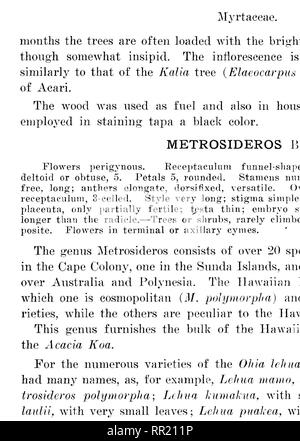 . Les arbres indigènes des îles hawaïennes. Les arbres. METKOSIDEKOS iPOLYMCRPIIA OI' de lignes ^&gt ;,ih:I.. - L.raiu'hPs de plus en plus de la MIM' tiii. tririik Dans tli&Lt ; ? Knnai elevnttoii ; -1000 feH. •Kaliolna esty de. Veuillez noter que ces images sont extraites de la page numérisée des images qui peuvent avoir été retouchées numériquement pour plus de lisibilité - coloration et l'aspect de ces illustrations ne peut pas parfaitement ressembler à l'œuvre originale.. Rock, Joseph Francis Charles, 1884-1962. Honolulu, H. T. Banque D'Images