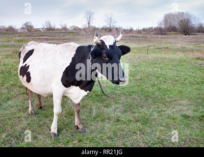 Vache noir et blanc pâturage sur l'herbe verte Banque D'Images