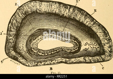 . De l'âge des animaux domestiques : être un traité complet sur la dentition du cheval, boeuf, mouton, porc, et le chien, et sur les différents autres moyens de déterminer l'âge de ces animaux. Animaux domestiques -- l'âge ; les dents. 28 L'ÂGE DES ANIMAUX DOMESTIQUES. la partie libre ou de la couronne de ces dents, ce qui est usé par le frottement avec les substances que l'animal prend l'alimentation, et par le contact permanent wdth^ les dents de la mâchoire opposée. Haut^ après la partie antérieure et postérieure inférieure frontières de la vierge des incisives ont été usés la table est estabhslied. Au premier abord cela consiste, sur chaque t Banque D'Images