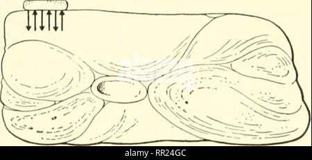 . Aventures avec les animaux et les plantes. La biologie. Vibrio comma (Aiiatic Spirilla le choléra). Fk ;. 287 (ci-dessus) suivant la forme des bactéries sont appelés les cocci, bacilles {cock'sye) et spirilla. Comment ces diffèrent par leur forme ? Certaines bactéries se tiennent en chaînes ou en petits groupes.. Veuillez noter que ces images sont extraites de la page numérisée des images qui peuvent avoir été retouchées numériquement pour plus de lisibilité - coloration et l'aspect de ces illustrations ne peut pas parfaitement ressembler à l'œuvre originale.. Kroeber, Elsbeth, 1882- ; Wolff, Walter Harold, 1901-. Boston : D. C. Heath Banque D'Images