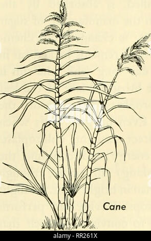 . Aventures avec les animaux et les plantes. La biologie. Problème I. Le cadre laisse faire des aliments à Flay 141. Veuillez noter que ces images sont extraites de la page numérisée des images qui peuvent avoir été retouchées numériquement pour plus de lisibilité - coloration et l'aspect de ces illustrations ne peut pas parfaitement ressembler à l'œuvre originale.. Kroeber, Elsbeth, 1882- ; Wolff, Walter Harold, 1901-. Boston : D. C. Heath Banque D'Images