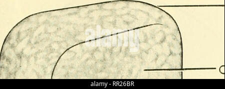 . Aventures avec les animaux et les plantes. La biologie. I. Le problème de l'Couiposition Lhing choses membrane cellulaire 107. •Cyfop (corps cellulaire/asm) Noyau- {nucléoplasme)- Animal. Veuillez noter que ces images sont extraites de la page numérisée des images qui peuvent avoir été retouchées numériquement pour plus de lisibilité - coloration et l'aspect de ces illustrations ne peut pas parfaitement ressembler à l'œuvre originale.. Kroeber, Elsbeth, 1882- ; Wolff, Walter Harold, 1901-. Boston : D. C. Heath Banque D'Images