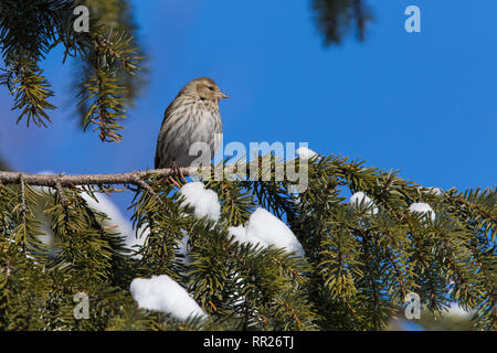 Le Tarin des pins en hiver Banque D'Images