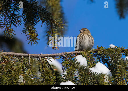 Le Tarin des pins en hiver Banque D'Images