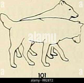 . Les progrès dans l'étude de comportement des mammifères. Les mammifères. Fig. 7. La "Marche/Arrêt" de transition.. Veuillez noter que ces images sont extraites de la page numérisée des images qui peuvent avoir été retouchées numériquement pour plus de lisibilité - coloration et l'aspect de ces illustrations ne peut pas parfaitement ressembler à l'œuvre originale.. Eisenberg, John Frederick ; Kleiman, devra G ; American Society of Mammalogists. [Oskarshamn ?] : American Society of Mammalogists Banque D'Images