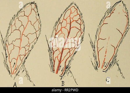 . Leçons avancées en physiologie pratique pour les étudiants de médecine. La physiologie. 118 leçons avancées en physiologie pratique contient certaines fibres nerveuses sympathiques qui innervent les cellules musculaires radiales de l'iris, son excitation doit donner lieu à une augmentation de la taille de l'élève. Par conséquent, en cas de doute quant au caractère du nerf isolé, cette réaction peut être employé pour s'assurer que c'est le sympathique.. Fig. 76.-La réaction vasomotrice dans l'oreille du lapin sur la division et la stimulation du nerf sympathique cervical. A, Normal. B, après la division de la cer Banque D'Images