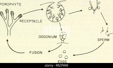 . Les progrès de la recherche sur l'environnement marin : actes d'un symposium. L'écologie marine -- la recherche ; l'écologie marine. SPERMATANGIA CONCEPTACLE SPOROPHYTE. Figure 8-1. Le Cycle de vie de Fucus. SPOROPHYTE (fGAMETOPHYTE. Veuillez noter que ces images sont extraites de la page numérisée des images qui peuvent avoir été retouchées numériquement pour plus de lisibilité - coloration et l'aspect de ces illustrations ne peut pas parfaitement ressembler à l'œuvre originale.. Laboratoire de recherche sur l'environnement (Narragansett, R. I. ) ; Jacoff, Francine Hotel Blick. Narragansett, R. I. : Laboratoire de recherche sur l'environnement, Bureau de la recherche et Banque D'Images