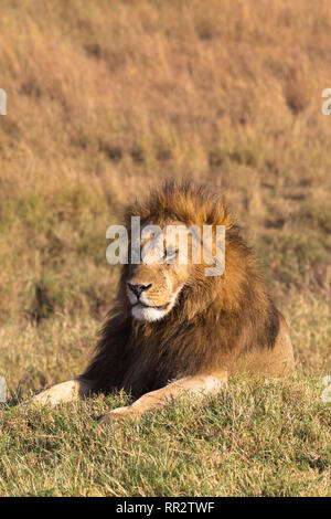 Portrait d'un lion d'Afrique sur une colline. Le Masai Mara, Kenya Banque D'Images