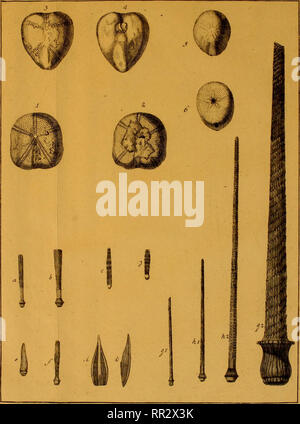 . Additamenta Jacob Theodor Klein Naturalem annonce dispositionim echinodermatum et lucubratiunculam aculeis echinorum marinorum de. Klein, Jacob Theodor, 1685-1759. Tah:Ll.. Veuillez noter que ces images sont extraites de la page numérisée des images qui peuvent avoir été retouchées numériquement pour plus de lisibilité - coloration et l'aspect de ces illustrations ne peut pas parfaitement ressembler à l'œuvre originale.. Leske, Nathanael Gottfried, 1751-1786 ; Klein, Jacob Theodor, 1685-1759. Naturalis dispositio. echinodermatum Lipsiae Banque D'Images