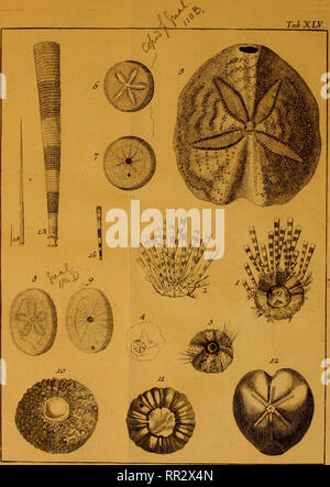 . Additamenta Jacob Theodor Klein Naturalem annonce dispositionim echinodermatum et lucubratiunculam aculeis echinorum marinorum de. Klein, Jacob Theodor, 1685-1759. TahXLV.. Veuillez noter que ces images sont extraites de la page numérisée des images qui peuvent avoir été retouchées numériquement pour plus de lisibilité - coloration et l'aspect de ces illustrations ne peut pas parfaitement ressembler à l'œuvre originale.. Leske, Nathanael Gottfried, 1751-1786 ; Klein, Jacob Theodor, 1685-1759. Naturalis dispositio. echinodermatum Lipsiae Banque D'Images