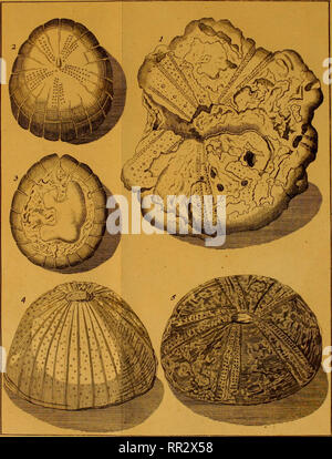 . Additamenta Jacob Theodor Klein Naturalem annonce dispositionim echinodermatum et lucubratiunculam aculeis echinorum marinorum de. Klein, Jacob Theodor, 1685-1759. Tab.XLK.. Veuillez noter que ces images sont extraites de la page numérisée des images qui peuvent avoir été retouchées numériquement pour plus de lisibilité - coloration et l'aspect de ces illustrations ne peut pas parfaitement ressembler à l'œuvre originale.. Leske, Nathanael Gottfried, 1751-1786 ; Klein, Jacob Theodor, 1685-1759. Naturalis dispositio. echinodermatum Lipsiae Banque D'Images