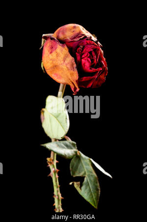 Rose pâle sur fond noir Banque D'Images