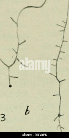 . Les actinomycètes. Actinomycetales. N c -• / ^-^. Veuillez noter que ces images sont extraites de la page numérisée des images qui peuvent avoir été retouchées numériquement pour plus de lisibilité - coloration et l'aspect de ces illustrations ne peut pas parfaitement ressembler à l'œuvre originale.. Selman Waksman, A. (Selman Abraham), 1888-1973. Baltimore, Williams & Wilkins ; Banque D'Images