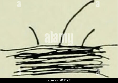 . Les actinomycètes. Actinomycetales. VERTICILLATE la sporulation de ramification. Veuillez noter que ces images sont extraites de la page numérisée des images qui peuvent avoir été retouchées numériquement pour plus de lisibilité - coloration et l'aspect de ces illustrations ne peut pas parfaitement ressembler à l'œuvre originale.. Selman Waksman, A. (Selman Abraham), 1888-1973. Baltimore, Williams & Wilkins ; Banque D'Images