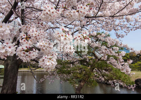 Sakura en fleurs à Hama Rikyu Gardens Banque D'Images