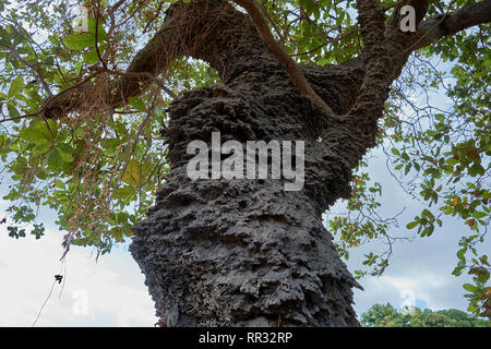 Près d'une termitière arboricole airel logement dans un anacardier dans la savane du Guyana Rupununi, S.A. Banque D'Images