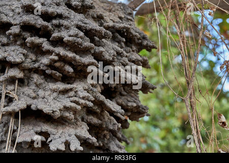 Près d'une termitière arboricole airel logement dans un anacardier dans la savane du Guyana Rupununi, S.A. Banque D'Images