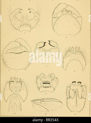 . Acta Soc. pro Fauna et Flora fennica. L'histoire naturelle. . Veuillez noter que ces images sont extraites de la page numérisée des images qui peuvent avoir été retouchées numériquement pour plus de lisibilité - coloration et l'aspect de ces illustrations ne peut pas parfaitement ressembler à l'œuvre originale.. Societas pro Fauna et Flora Fennica, Societas pro Fauna et Flora fennica. Acta Societatis pro Faune et flore fennica. Helsinki, Societas Banque D'Images