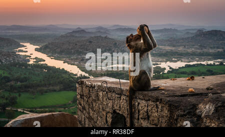 Verre de singe d'une noix de coco sur le temple à hampi inde karnakata Banque D'Images