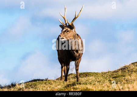 Stag cerf Sika japonais de mâcher de l'herbe à Knole Park, dans le Kent, UK Banque D'Images