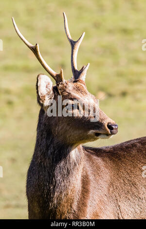 Cerf sika japonais à Knole Park, dans le Kent, UK Banque D'Images