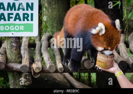 Bogor, Indonésie - le 22 décembre 2018 : le panda rouge du Parc Safari de Bogor qui est spécialement de Chine appréciant la nourriture fournie par les visiteurs. Banque D'Images