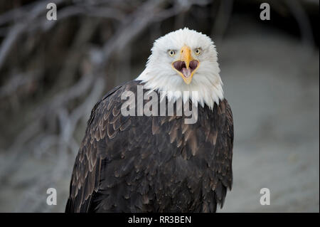 Des profils pygargue à tête blanche (Haliaeetus leucocephalus) perché sur une branche d'arbre dans l'Alaska Chilkat Bald Eagle Preserve près de Haines en Alaska Banque D'Images