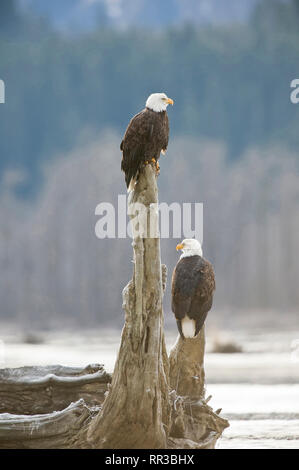 Deux pygargues à tête blanche sur un accroc dans l'Alaska Chilkat Bald Eagle Preserve sur la rivière Chilkat, près de Haines en Alaska Banque D'Images