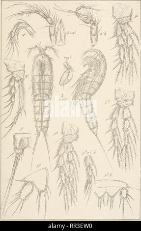 . Un compte de la les crustacés, de la Norvège, avec de courtes descriptions et figures de toutes les espèces. Les crustacés -- la Norvège. Diosaccidae Copepoda Harpacticoida Suppl. PL 22. G.O.Le SRAS, autogr. Norsk Lithgr. Officm. Spmulosus ^G.O.Amphiascus Sras.. Veuillez noter que ces images sont extraites de la page numérisée des images qui peuvent avoir été retouchées numériquement pour plus de lisibilité - coloration et l'aspect de ces illustrations ne peut pas parfaitement ressembler à l'œuvre originale.. Le SRAS, G. O. (Georg Ossian), 1837-1927. Christiania, Copenhague, A. Cammermeyer Banque D'Images