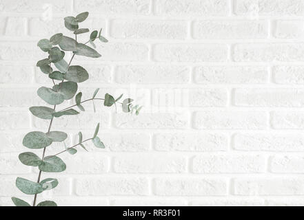 Branche d'Eucalyptus isolé sur fond lumineux, studio shot. Plante décorative accrochée au mur dans un espace avec des couleurs Scandinaves pour t Banque D'Images