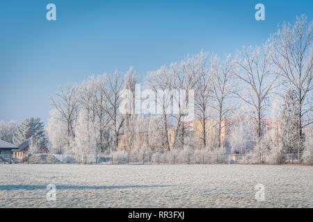 Rangée d'arbres en hiver gel journée avec le ciel bleu, la photographie de paysage Banque D'Images