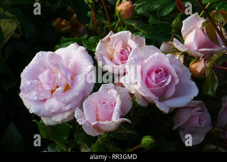 Buisson rose rose pâle, rose, roses rose rose humide, bébé rose, rose pâle et rose fleur, nature, beauté concept, fleurs odorantes, parfum, belle, l'amour Banque D'Images