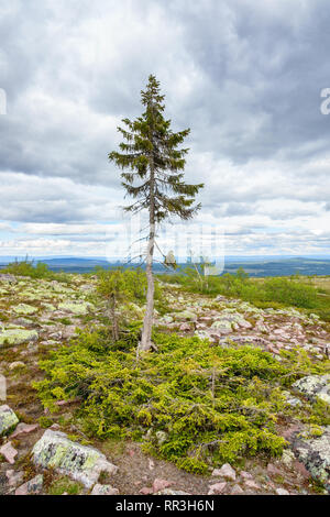 Old Tjikko un célèbre sapin connu pour l'arbre le plus ancien du monde Banque D'Images