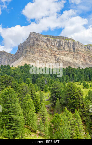 Bois de pin avec un rocher dans les montagnes Banque D'Images