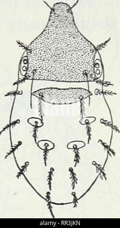 . Les Acariens ou les acariens. Un examen du groupe pour l'utilisation d'entomologistes économiques. Les acariens. Le ACARIXA OU LES ACARIENS. 43. Veuillez noter que ces images sont extraites de la page numérisée des images qui peuvent avoir été retouchées numériquement pour plus de lisibilité - coloration et l'aspect de ces illustrations ne peut pas parfaitement ressembler à l'œuvre originale.. Les banques, Nathan, b. 1868 ; United States. Ministère de l'Agriculture. Washington, D. C. : G. P. O. Banque D'Images