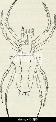 . Les Acariens ou les acariens. Un examen du groupe pour l'utilisation d'entomologistes économiques. Les acariens. . Veuillez noter que ces images sont extraites de la page numérisée des images qui peuvent avoir été retouchées numériquement pour plus de lisibilité - coloration et l'aspect de ces illustrations ne peut pas parfaitement ressembler à l'œuvre originale.. Les banques, Nathan, b. 1868 ; United States. Ministère de l'Agriculture. Washington, D. C. : G. P. O. Banque D'Images