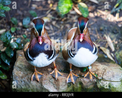 Paire de canard mandarin dans le zoo d'Adélaïde. Aix galericulata. Banque D'Images