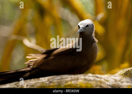 Le noddi commun, commun ou brown, noddy (Anous stolidus) est un oiseau de mer tropicale et le plus grand des noddis communs. Photographié sur l'île Bird, Seychelle Banque D'Images