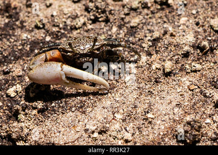 Fiddler crab (UCA) tetragonon homme photographié dans la mangrove, les Seychelles l'île Curieuse en Septembre Banque D'Images