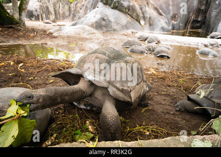 La tortue géante d'Aldabra (Aldabrachelys gigantea), dans les îles de l'Atoll d'Aldabra aux Seychelles, est l'une des plus grandes tortues terrestres dans la w Banque D'Images