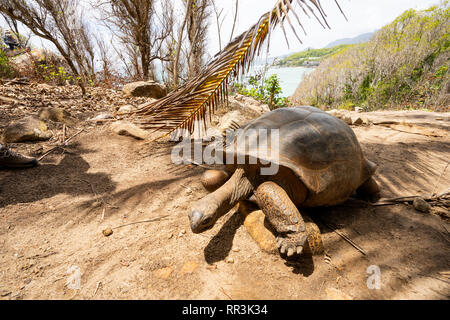 La tortue géante d'Aldabra (Aldabrachelys gigantea), dans les îles de l'Atoll d'Aldabra aux Seychelles, est l'une des plus grandes tortues terrestres dans la w Banque D'Images