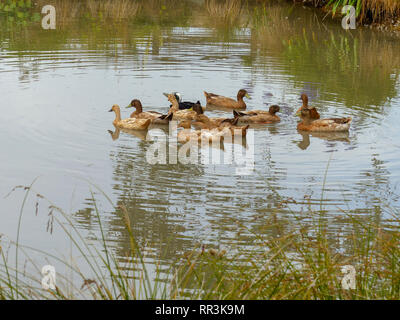 Canards dans un étang. Photographié dans l'île du sud de Nouvelle-Zélande en mars Banque D'Images