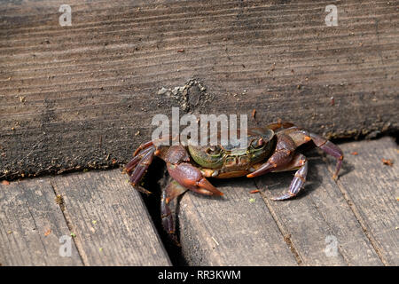 Crabe terrestre non identifié sur une terrasse en bois Banque D'Images