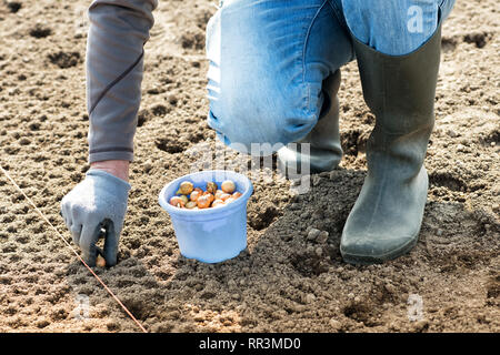 Oignon blanc Graines d'ensemencement des agriculteurs dans le domaine dans un lit préparé spécialement dans un concept de l'agronomie et la saison du printemps Banque D'Images