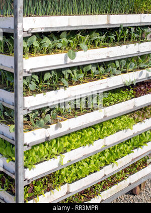 Panier avec étalage chargé avec un assortiment de petites plantes en pot en vente dans une pépinière dans une vue en gros plan Banque D'Images
