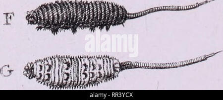 . Physico-Mathematico Anatomico-Botanico-Acta Helvetica-Medica. . Veuillez noter que ces images sont extraites de la page numérisée des images qui peuvent avoir été retouchées numériquement pour plus de lisibilité - coloration et l'aspect de ces illustrations ne peut pas parfaitement ressembler à l'œuvre originale.. Societas Physico-Medica Basiliensis. Basileae Banque D'Images