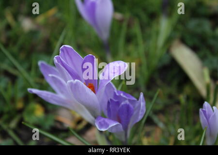 Fleur de Crocus sauvages Banque D'Images