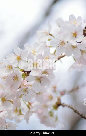 Détails de Macro White Somei Yoshino cerisiers en fleurs au Japon Banque D'Images